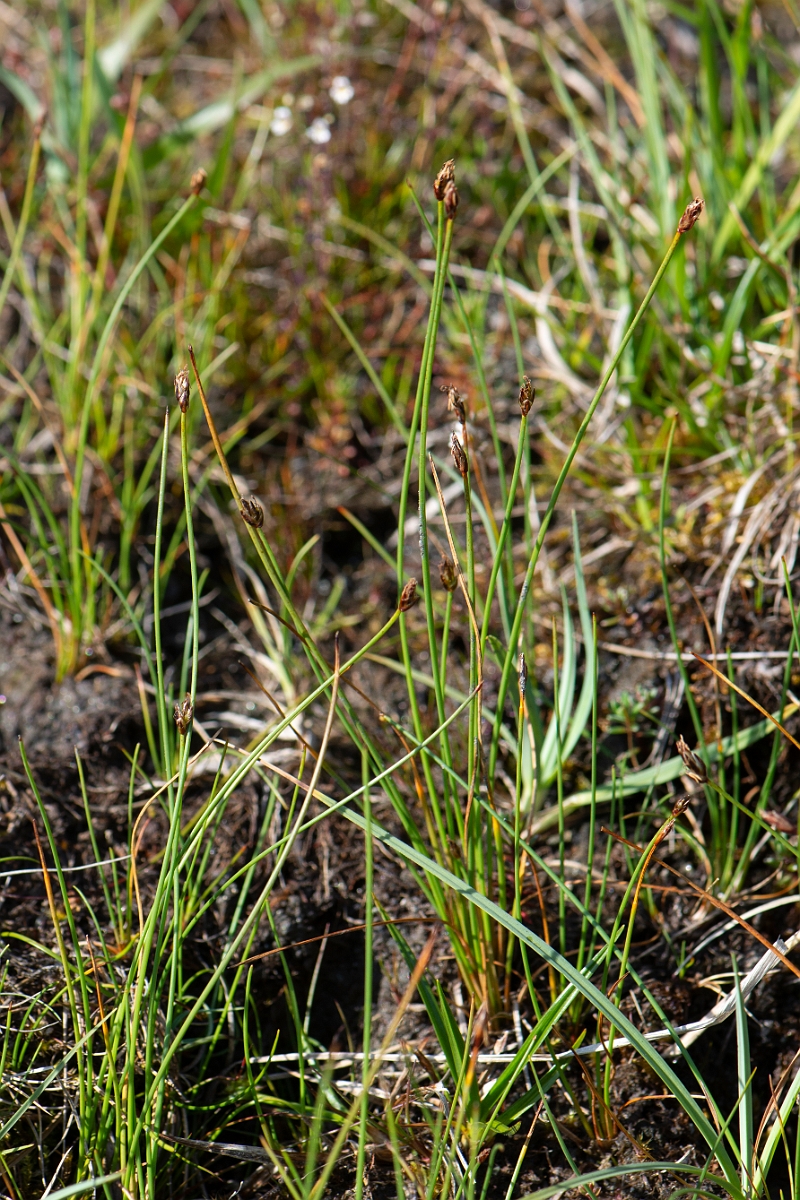 David Plant Photography - Wildlife Photography - Few-flowered spike-rush - I.JPG - Few-flowered spike-rush - Perthshire