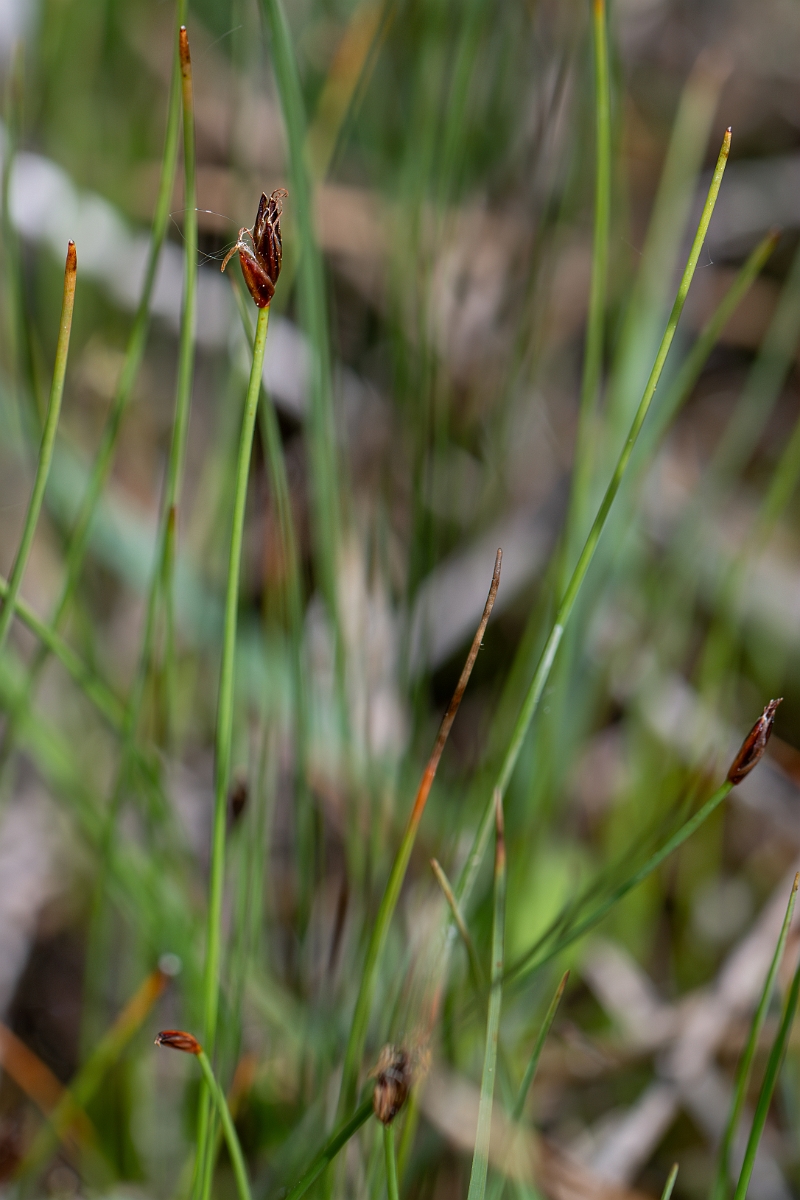 David Plant Photography - Wildlife Photography - Few-flowered spike-rush - K.jpg - Few-flowered spike-rush - Norfolk