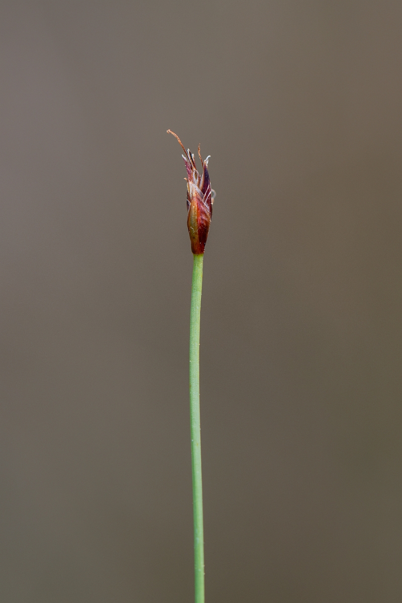 David Plant Photography - Wildlife Photography - Few-flowered spike-rush - L.jpg - Few-flowered spike-rush - Norfolk