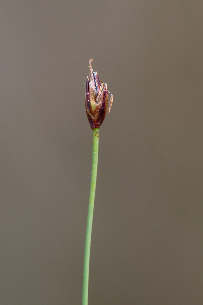 David Plant Photography - Wildlife Photography - Few-flowered spike-rush - M.jpg - Few-flowered spike-rush - Norfolk