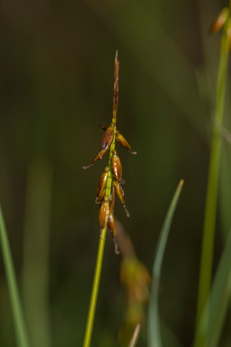 David Plant Photography - Wildlife Photography - Flea sedge - B.jpg - Flea sedge - Perthshire