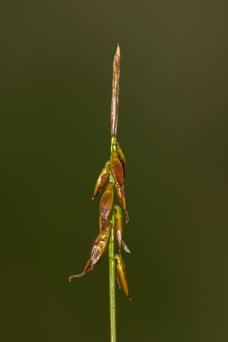 David Plant Photography - Wildlife Photography - Flea sedge - D.jpg - Flea sedge - Ayrshire