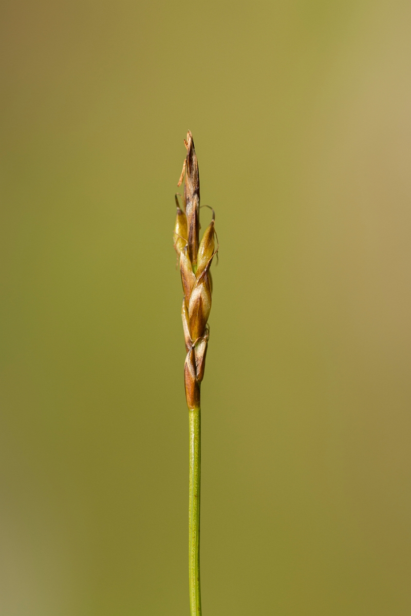 David Plant Photography - Wildlife Photography - Flea sedge - F.jpg - Flea sedge - Perthshire