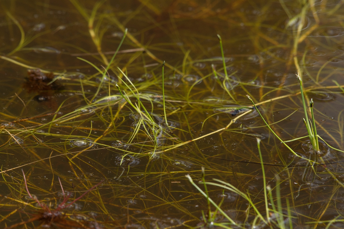 David Plant Photography - Wildlife Photography - Floating club-rush - A.jpg - Floating club-rush - Surrey