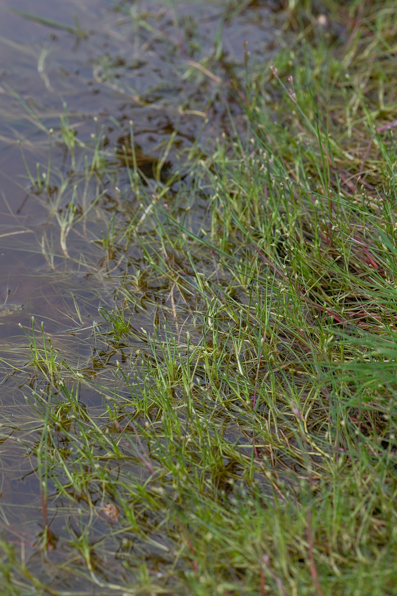 David Plant Photography - Wildlife Photography - Floating club-rush - C.jpg - Floating club-rush - Hampshire