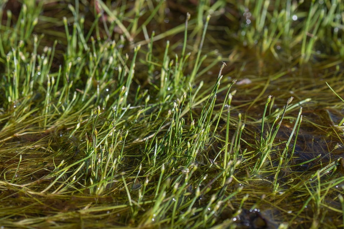 David Plant Photography - Wildlife Photography - Floating club-rush - F.jpg - Floating club-rush - Hampshire