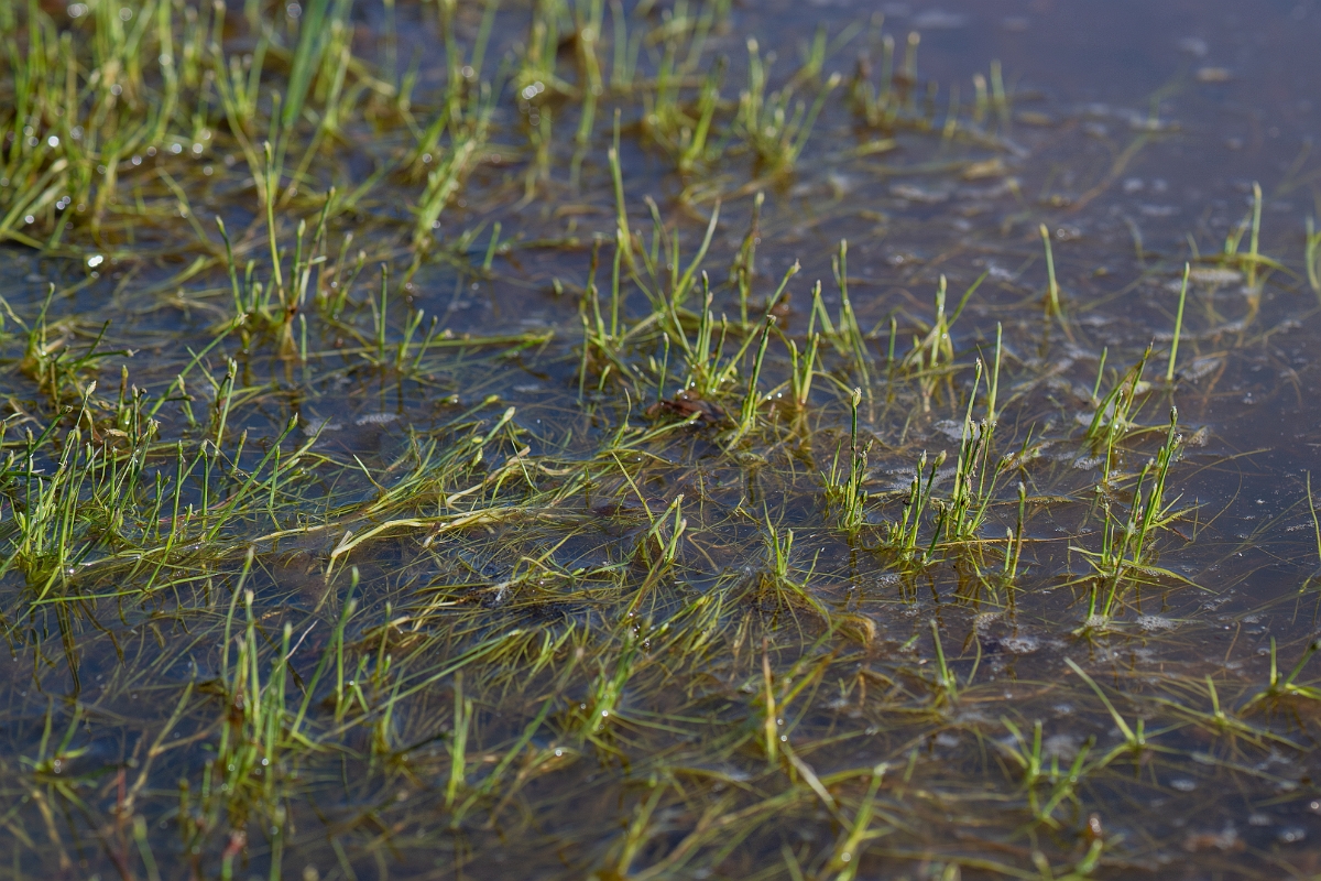 David Plant Photography - Wildlife Photography - Floating club-rush - H.jpg - Floating club-rush - Hampshire