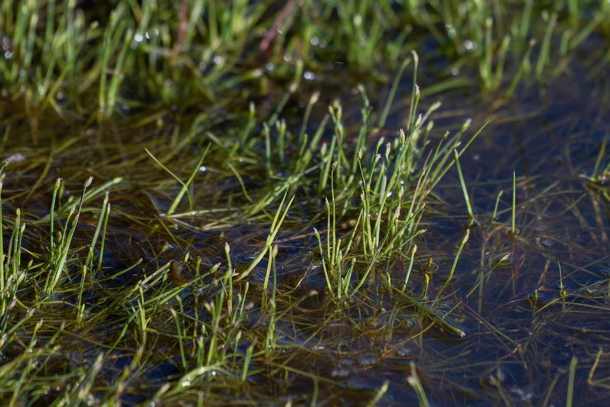 David Plant Photography - Wildlife Photography - Floating club-rush - I.jpg - Floating club-rush - Hampshire