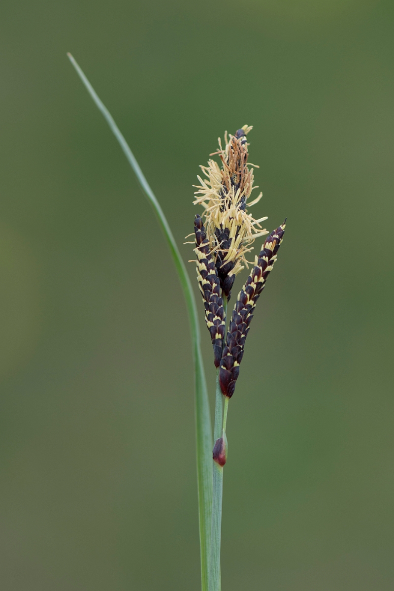 David Plant Photography - Wildlife Photography - Glaucous sedge - B.jpg - Glaucous sedge - Buckinghamshire