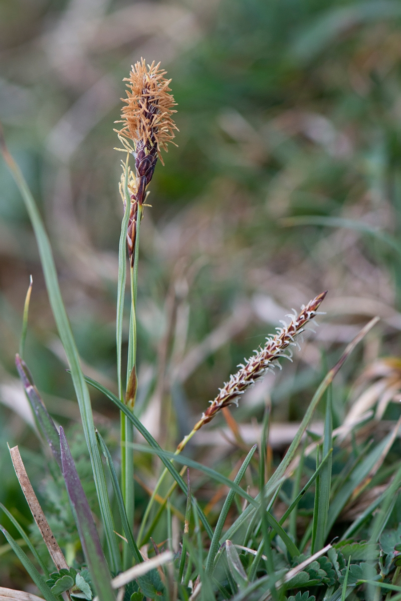 David Plant Photography - Wildlife Photography - Glaucous sedge - C.JPG - Glaucous sedge - Hampshire