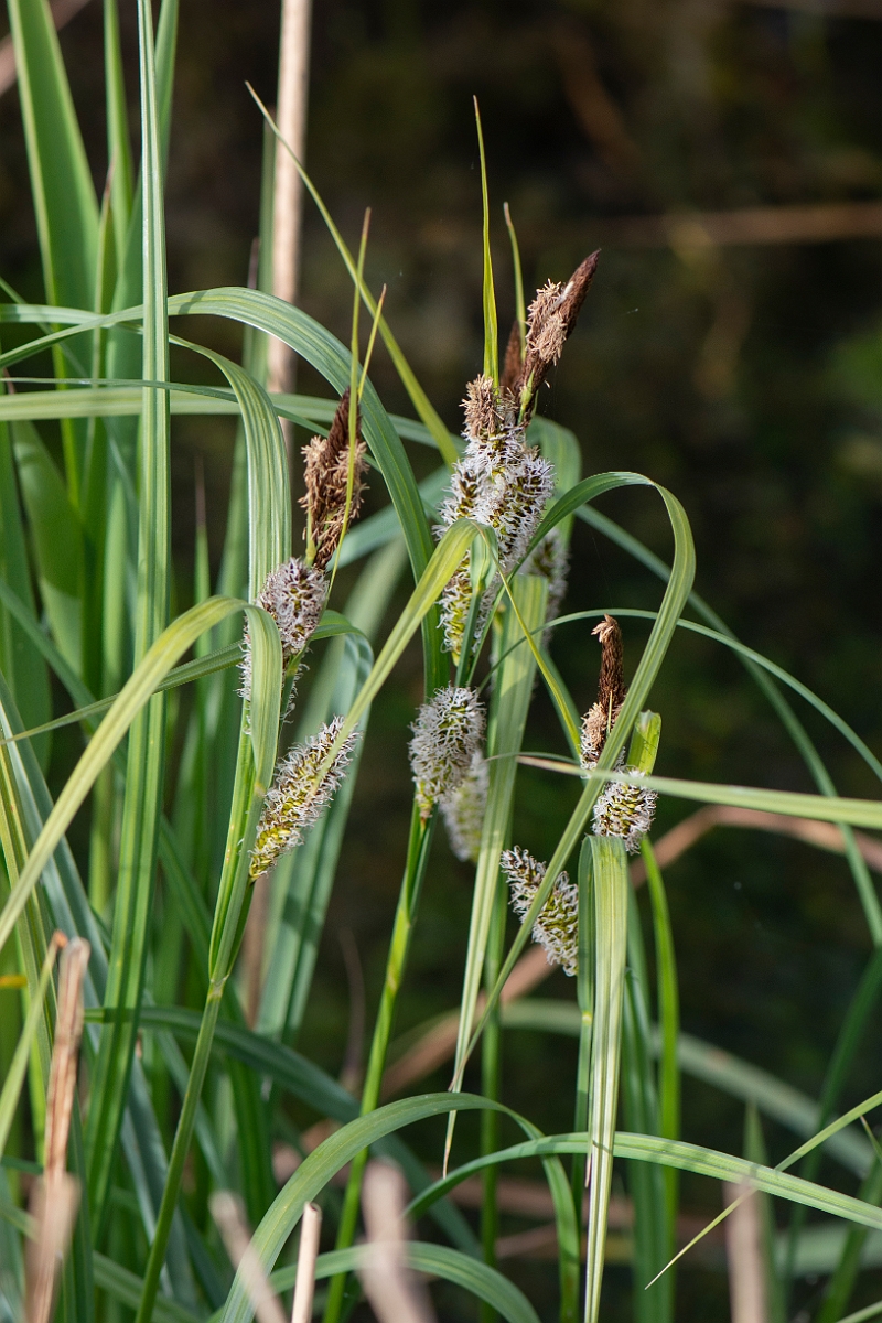 David Plant Photography - Wildlife Photography - Greater pond-sedge - C.JPG - Greater pond-sedge - Cambridgeshire