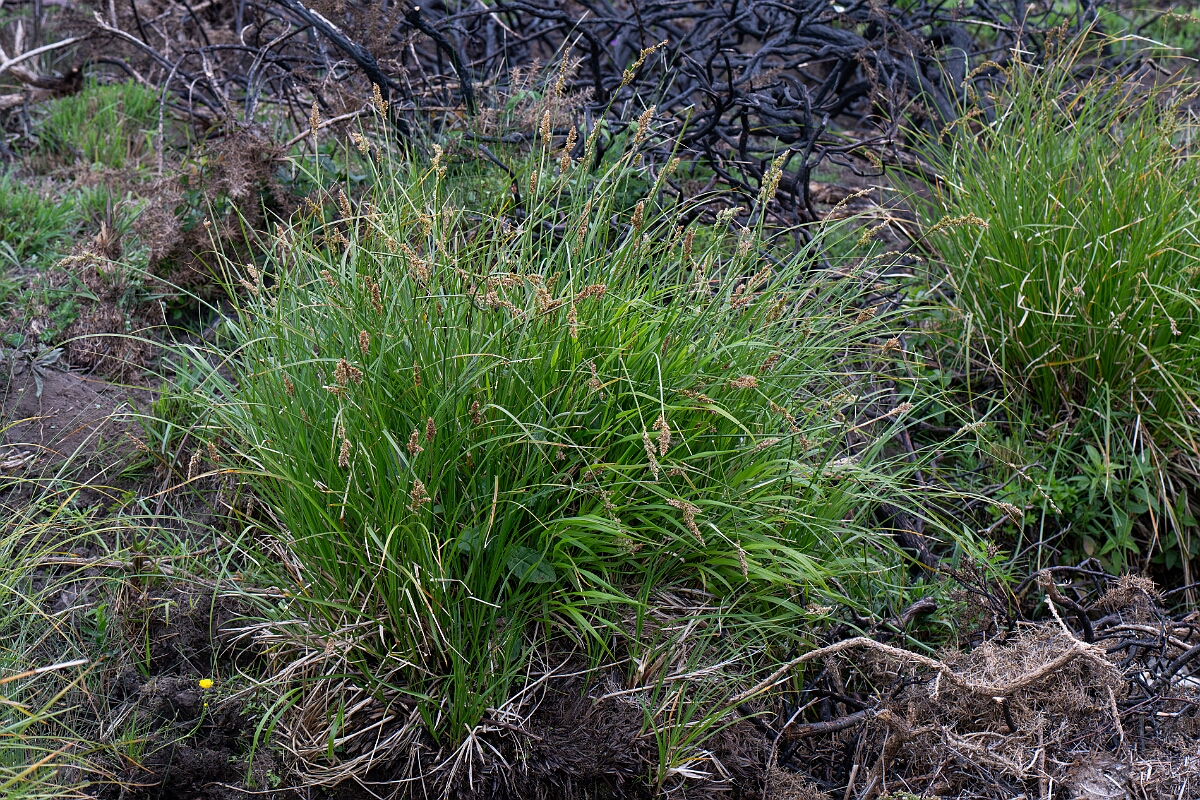 David Plant Photography - Wildlife Photography - Greater tussock-sedge - C.jpg - Greater tussock-sedge - Cornwall