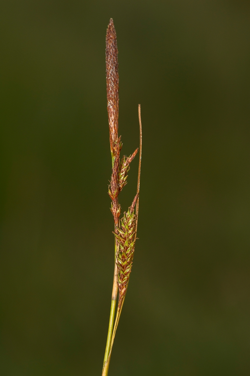 David Plant Photography - Wildlife Photography - Green-ribbed sedge - A.jpg - Green-ribbed sedge - Ayrshire