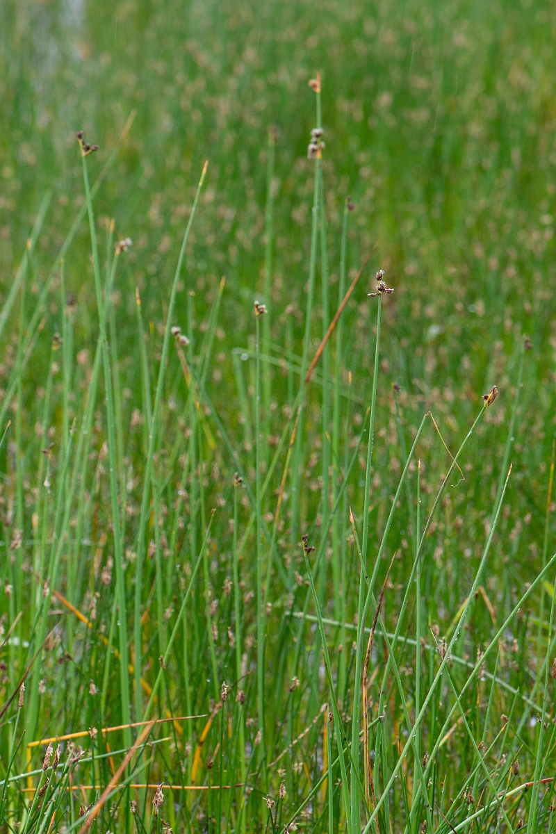 David Plant Photography - Wildlife Photography - Grey club-rush - B.JPG - Grey club-rush - Bridgend