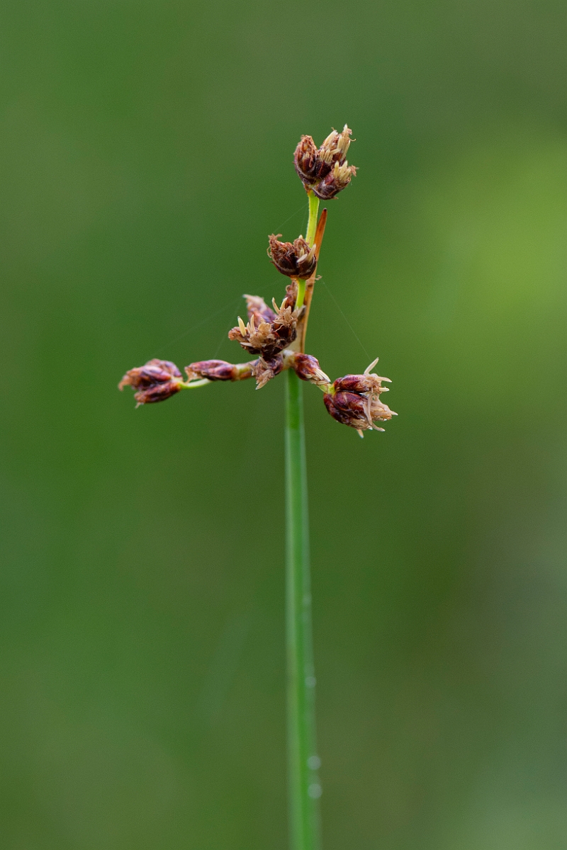 David Plant Photography - Wildlife Photography - Grey club-rush - D.JPG - Grey club-rush - Bridgend