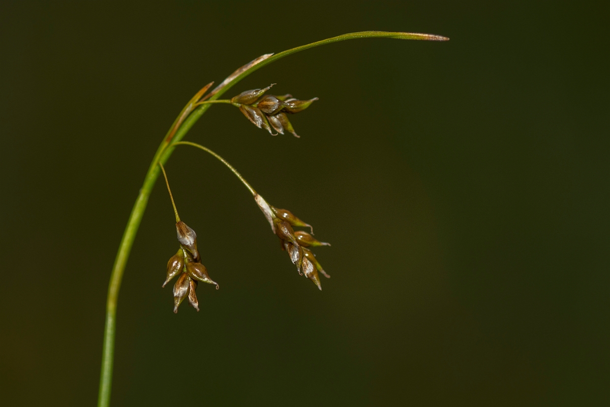 David Plant Photography - Wildlife Photography - Hair sedge - A.jpg - Hair sedge - Caithness