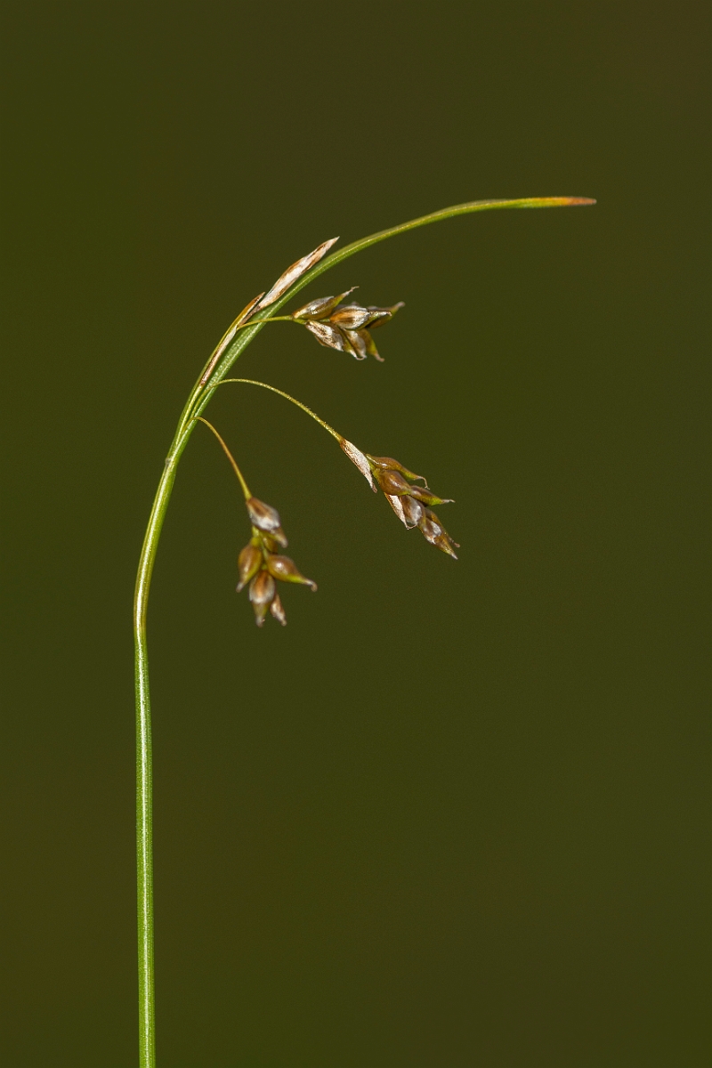 David Plant Photography - Wildlife Photography - Hair sedge - E.jpg - Hair sedge - Caithness