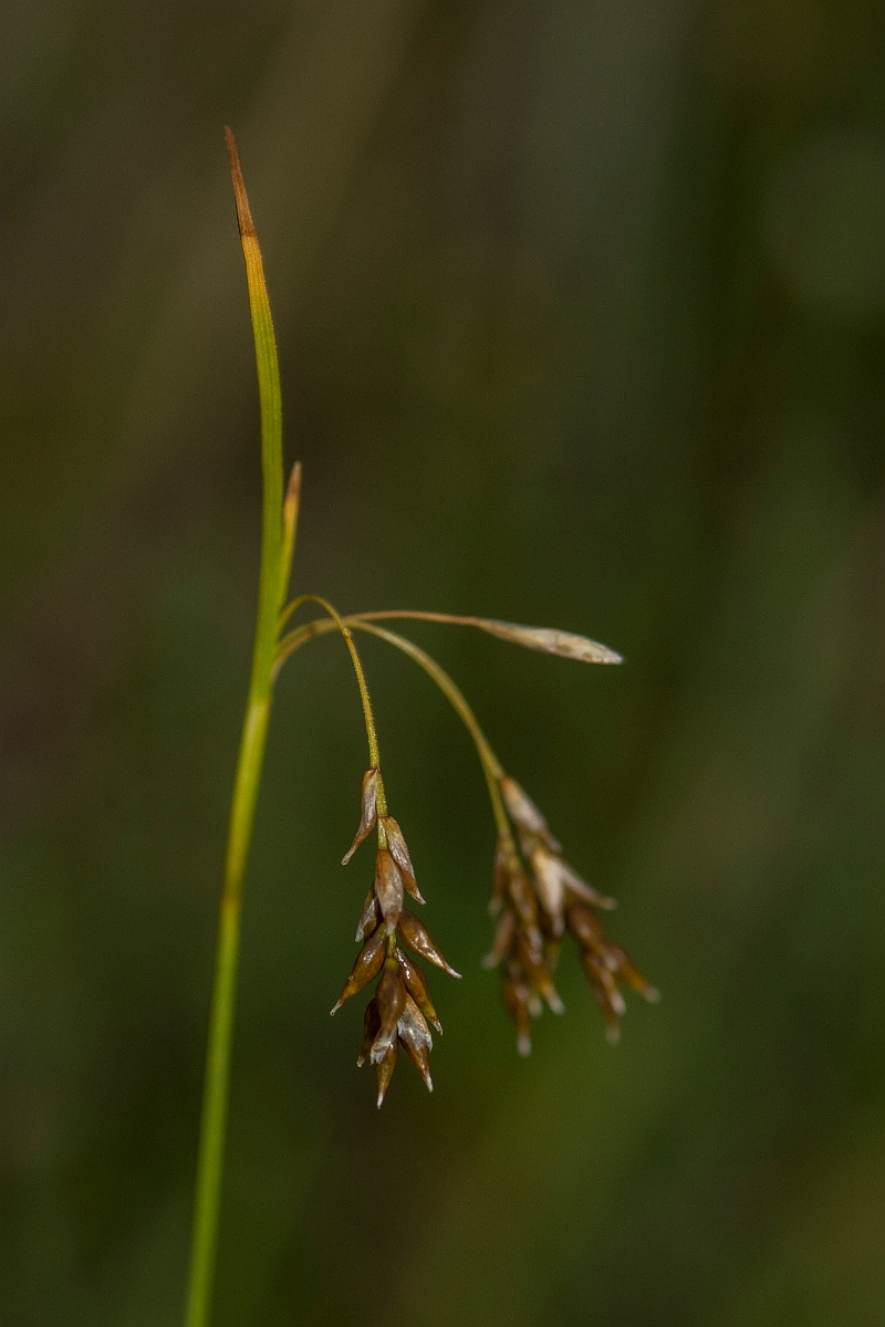 David Plant Photography - Wildlife Photography - Hair sedge - F.jpg - Hair sedge - Perthshire