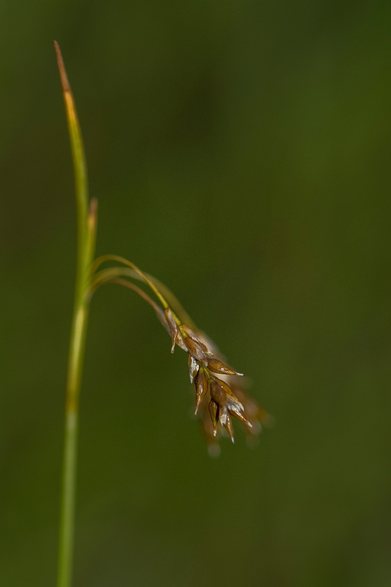 David Plant Photography - Wildlife Photography - Hair sedge - G.jpg - Hair sedge - Perthshire