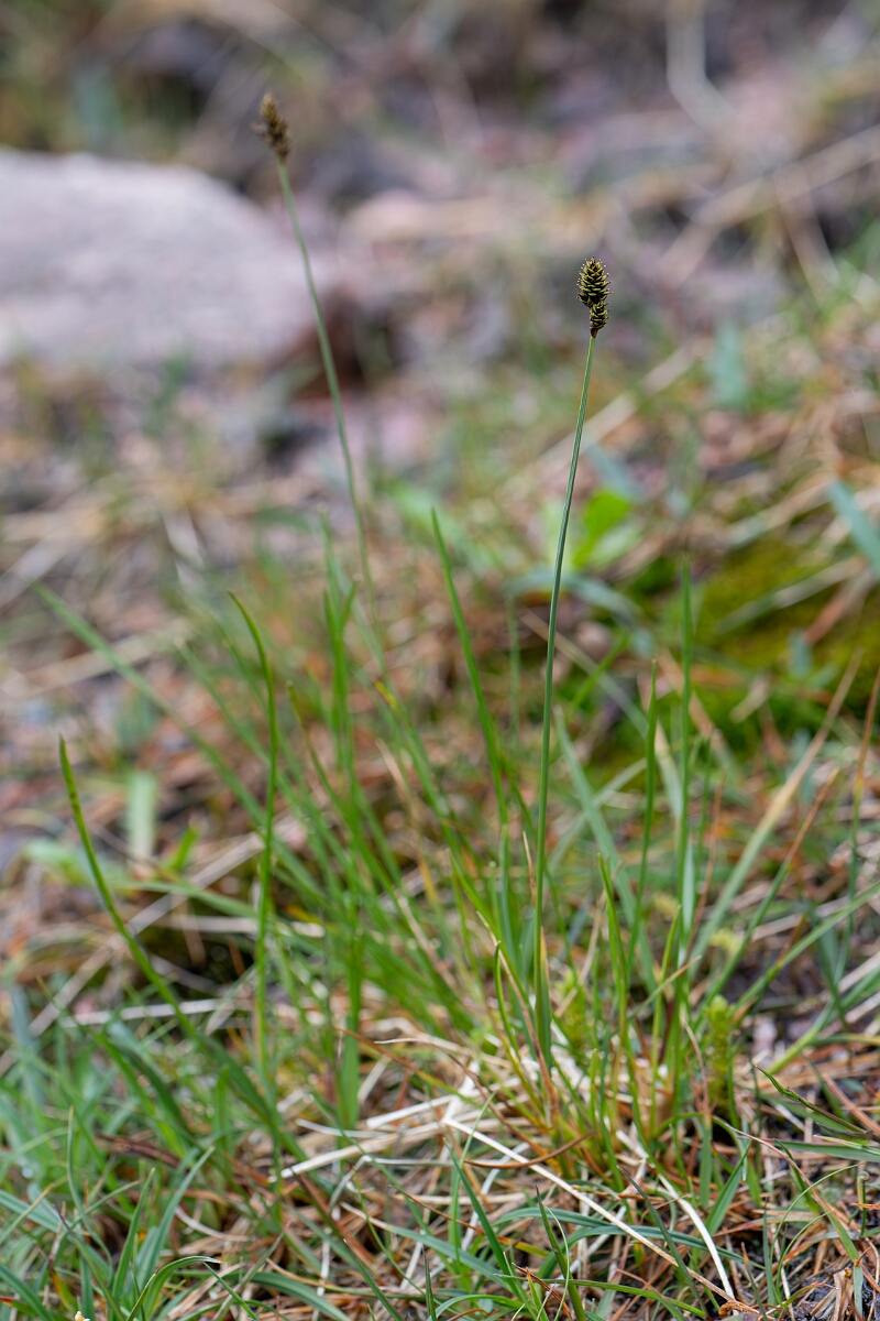 David Plant Photography - Wildlife Photography - Haresfoot sedge - C.jpg - Haresfoot sedge - Cairngorms