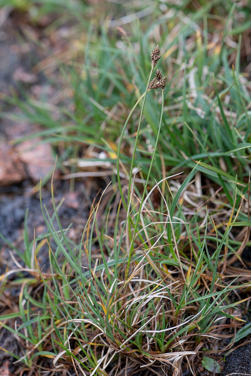 David Plant Photography - Wildlife Photography - Haresfoot sedge - D.jpg - Haresfoot sedge - Cairngorms