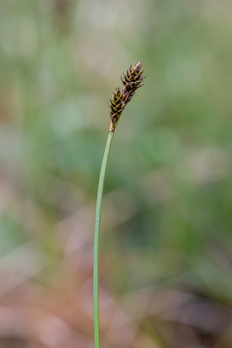 David Plant Photography - Wildlife Photography - Haresfoot sedge - E.jpg - Haresfoot sedge - Cairngorms