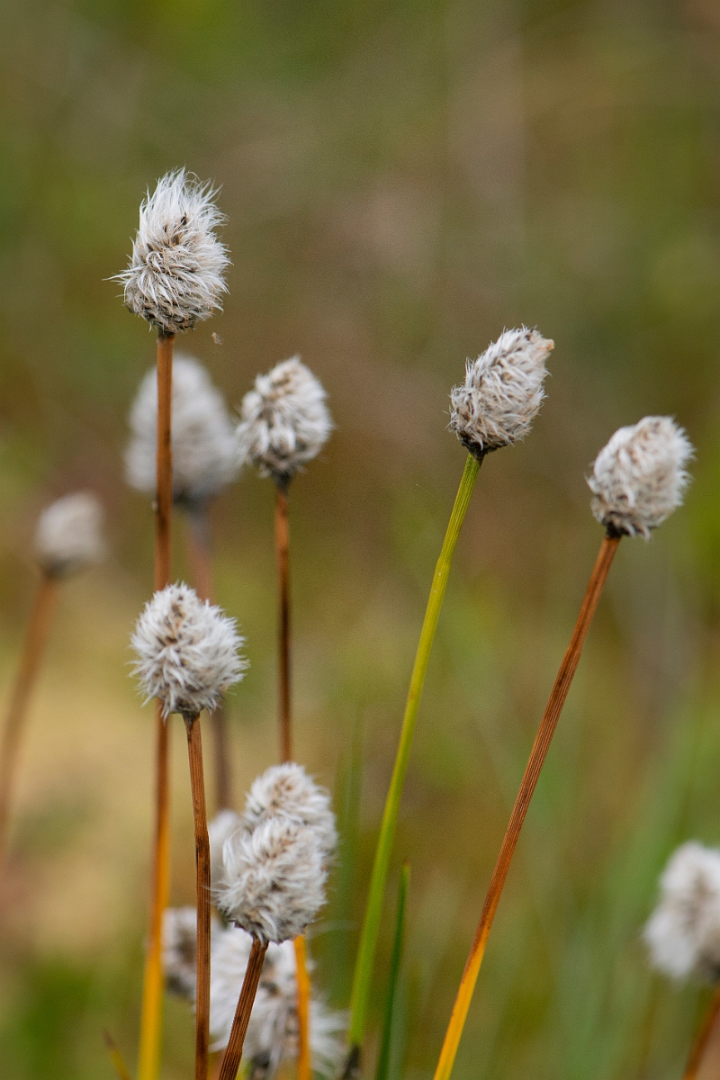 David Plant Photography - Wildlife Photography - Harestail cotton-grass - B.JPG - Harestail - Perthshire