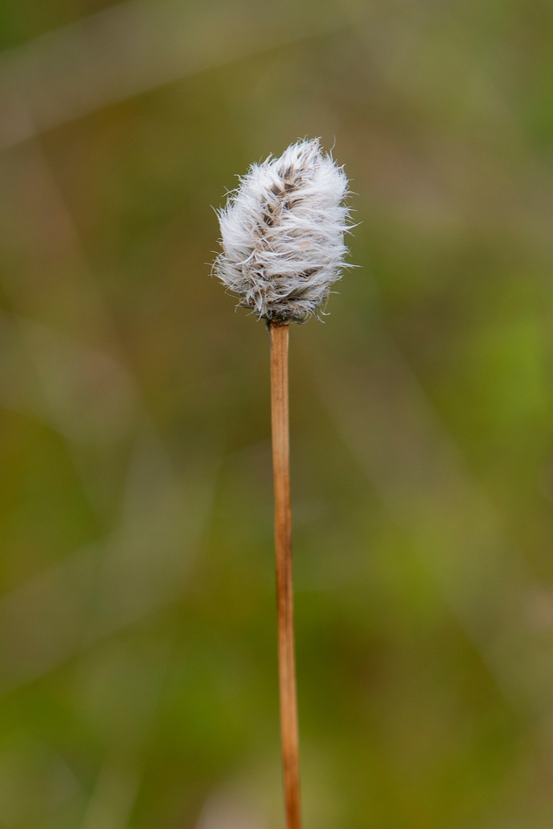 David Plant Photography - Wildlife Photography - Harestail cotton-grass - C.JPG - Harestail - Perthshire