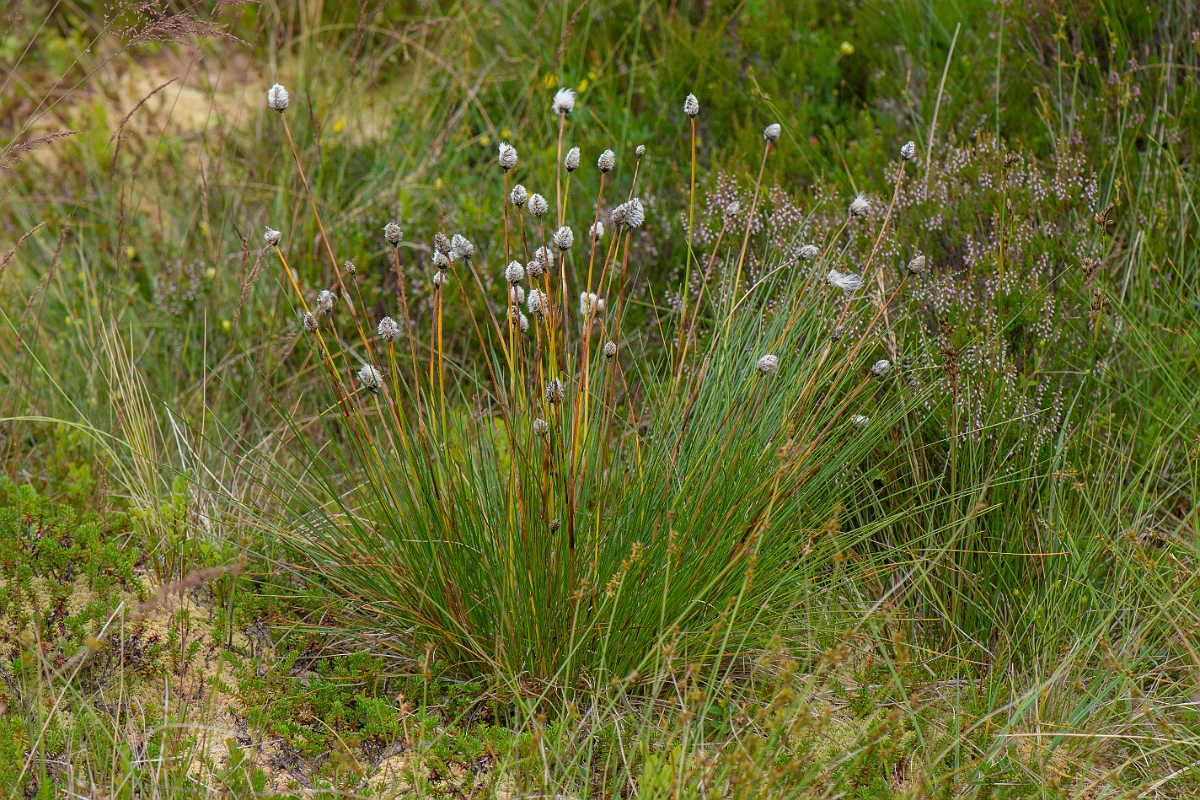 David Plant Photography - Wildlife Photography - Harestail cotton-grass - D.JPG - Harestail - Perthshire
