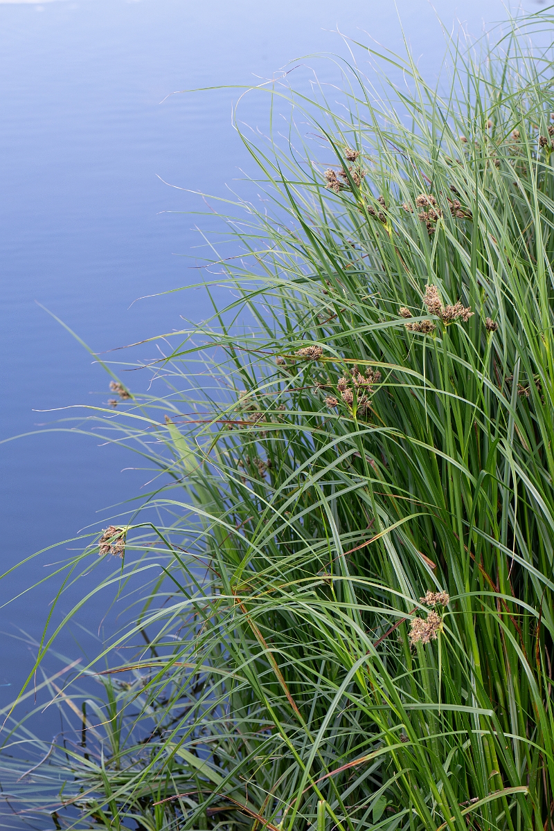 David Plant Photography - Wildlife Photography - Inland club-rush - A.jpg - Inland club-rush - Leicestershire