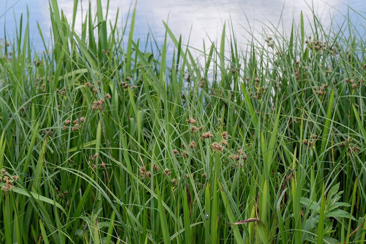 David Plant Photography - Wildlife Photography - Inland club-rush - D.jpg - Inland club-rush - Leicestershire