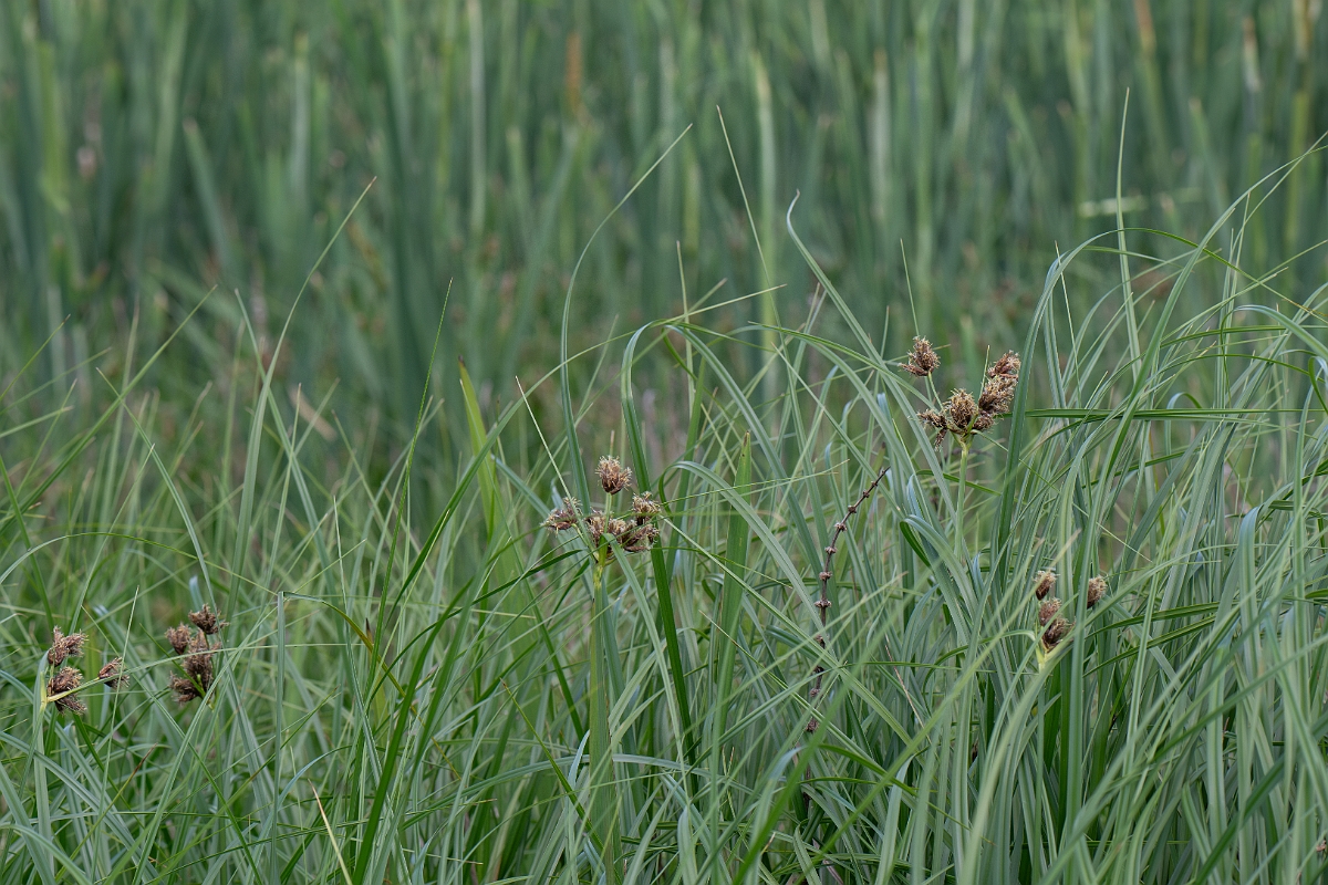 David Plant Photography - Wildlife Photography - Inland club-rush - F.jpg - Inland club-rush - Leicestershire