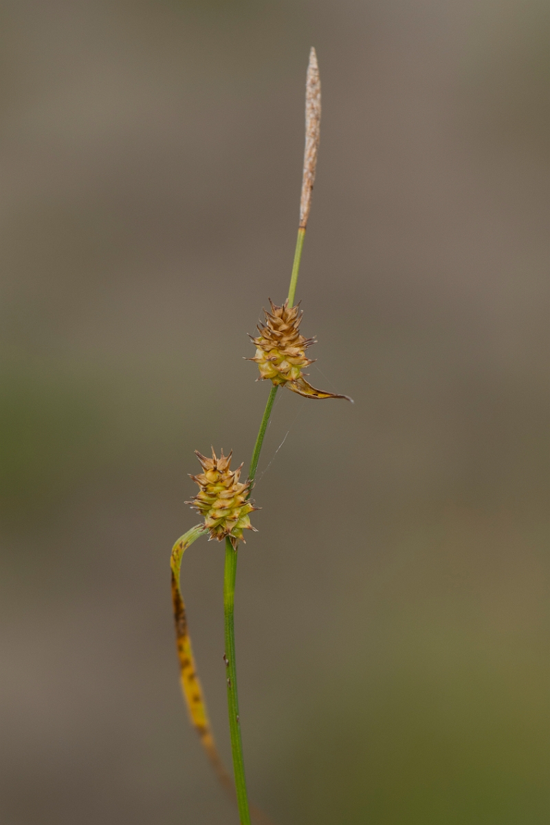 David Plant Photography - Wildlife Photography - Long-stalked yellow-sedge - B.jpg - Long-stalked yellow-sedge - Anglesey