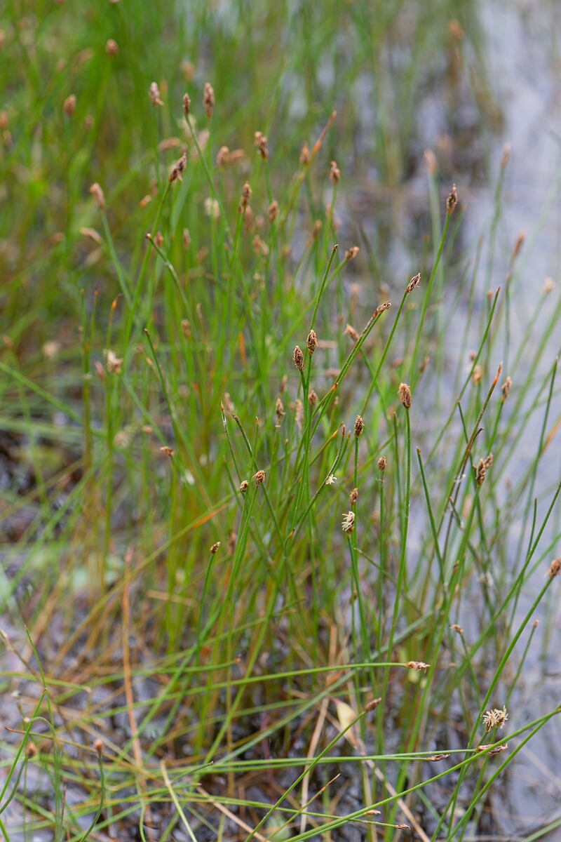 David Plant Photography - Wildlife Photography - Multistem spike-rush - A.jpg - Multistem spike-rush - Cornwall