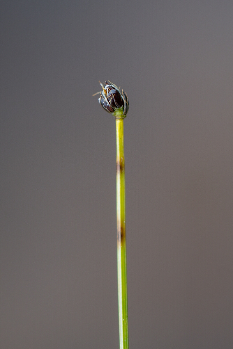 David Plant Photography - Wildlife Photography - Northern deergrass - A.jpg - Northern deergrass - Perthshire