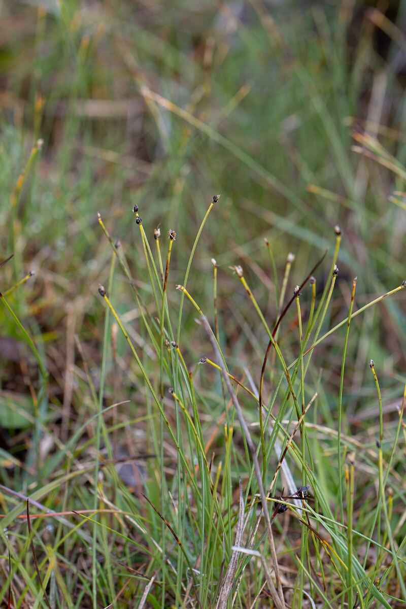David Plant Photography - Wildlife Photography - Northern deergrass - B.jpg - Northern deergrass - Perthshire