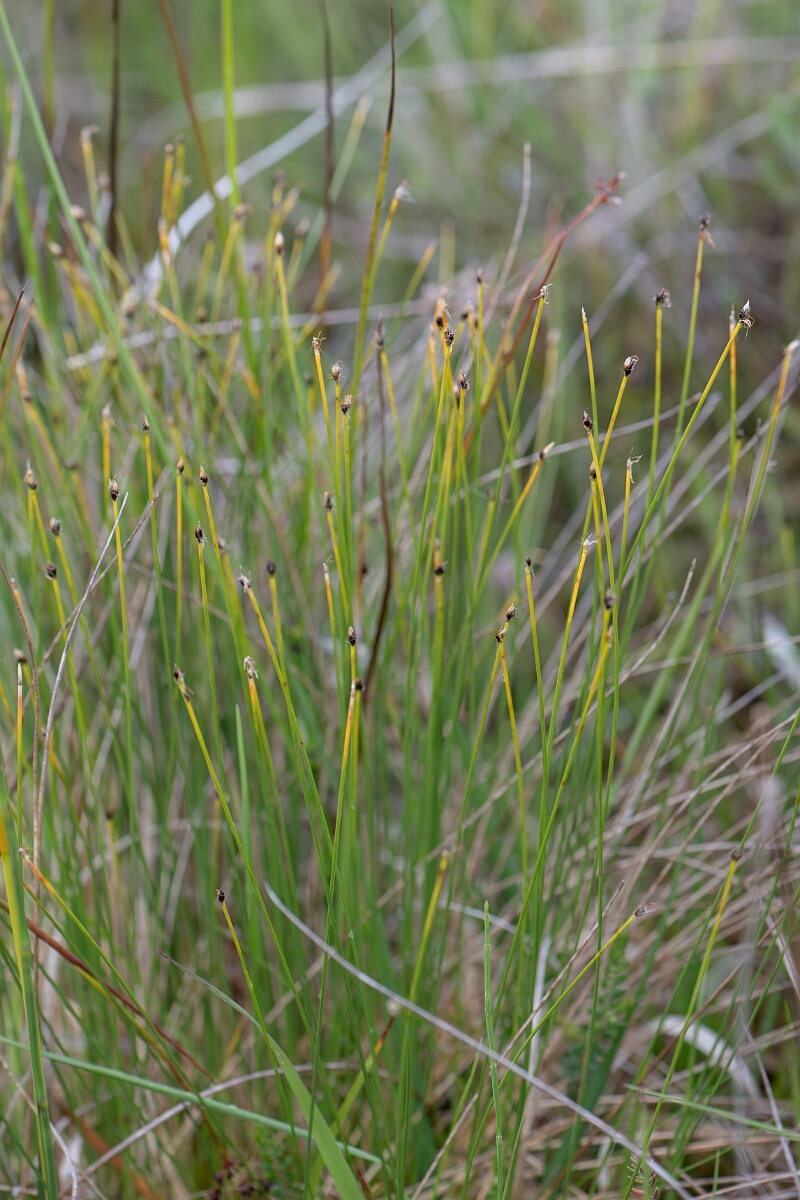David Plant Photography - Wildlife Photography - Northern deergrass - D.jpg - Northern deergrass - Perthshire