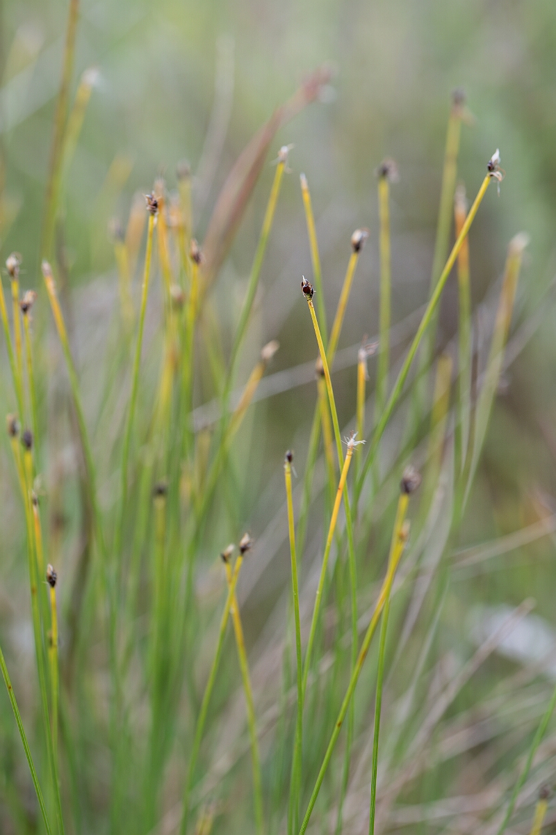 David Plant Photography - Wildlife Photography - Northern deergrass - E.jpg - Northern deergrass - Perthshire