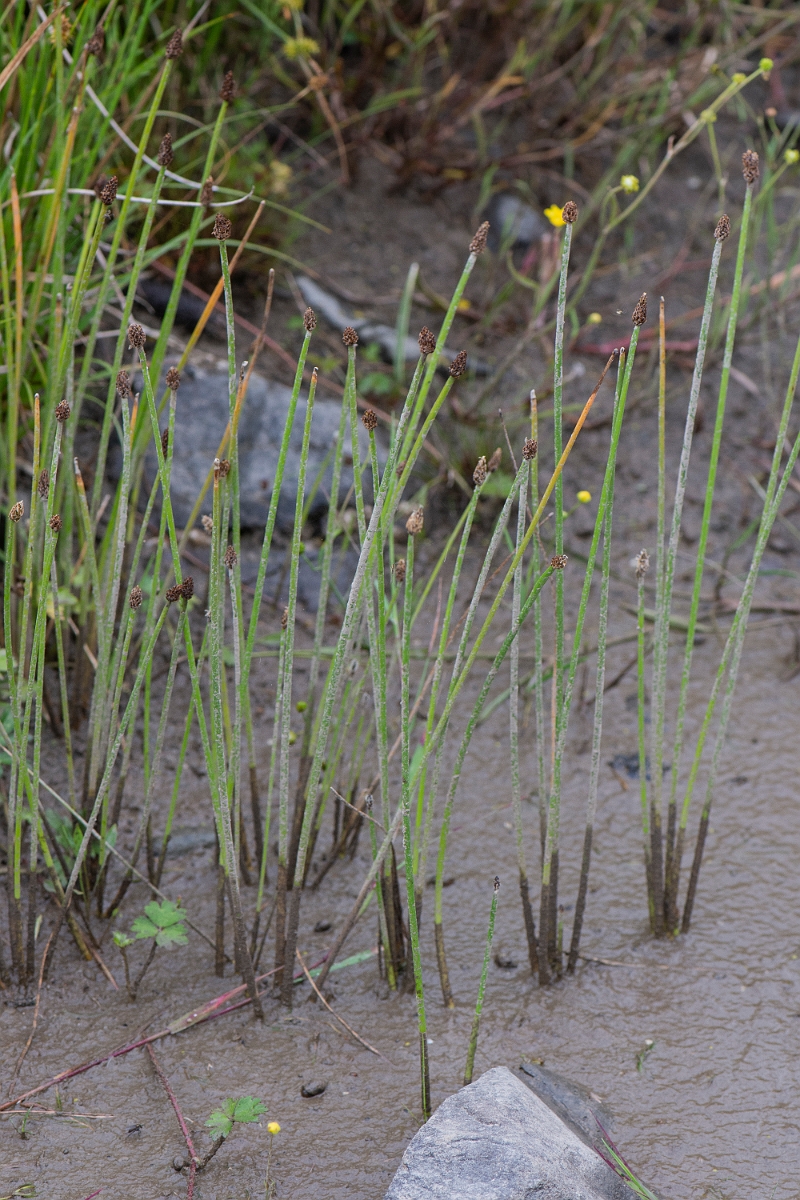 David Plant Photography - Wildlife Photography - Northern spike-rush - B.JPG - Northern spike-rush - Dumfries and Galloway