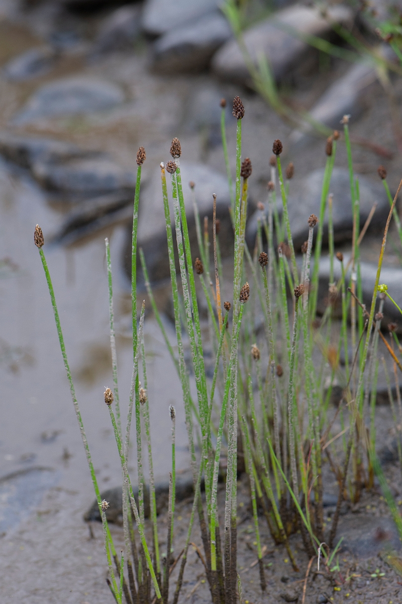 David Plant Photography - Wildlife Photography - Northern spike-rush - E.JPG - Northern spike-rush - Dumfries and Galloway