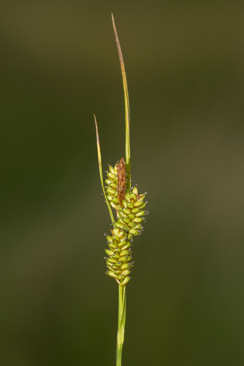 David Plant Photography - Wildlife Photography - Pale sedge - B.jpg - Pale sedge - Ayrshire