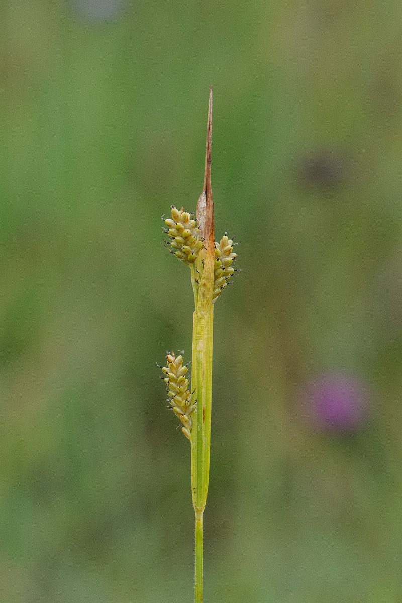 David Plant Photography - Wildlife Photography - Pale sedge - C.JPG - Pale sedge - Dumfries and Galloway
