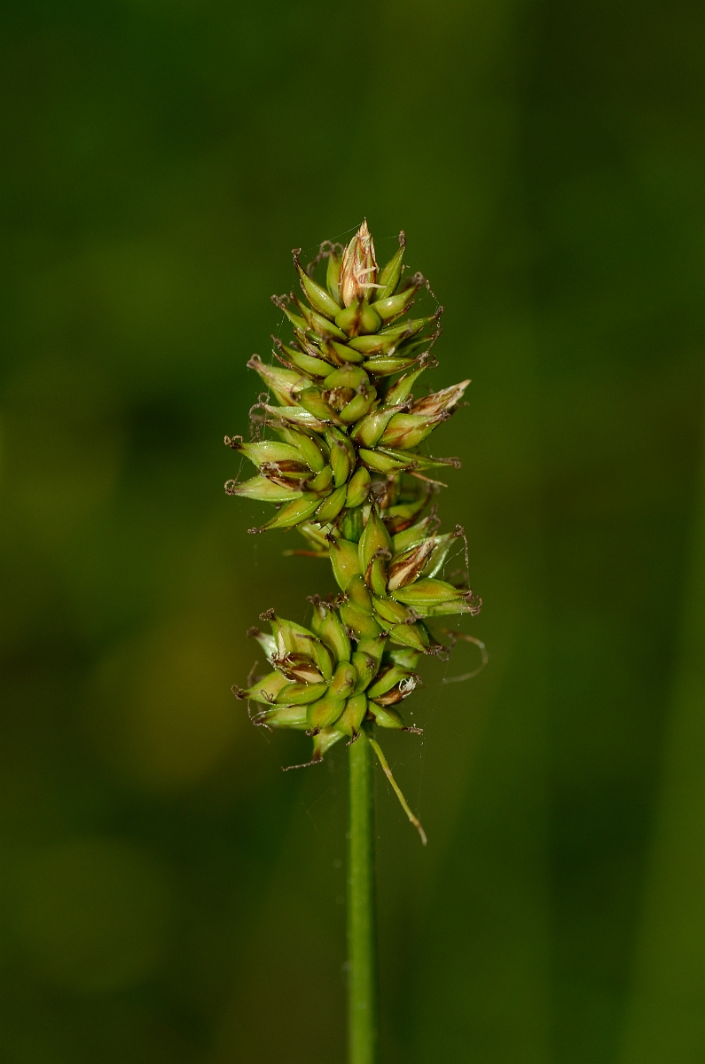 David Plant Photography - Wildlife Photography - Prickly sedge - A.jpg - Prickly sedge - Norfolk
