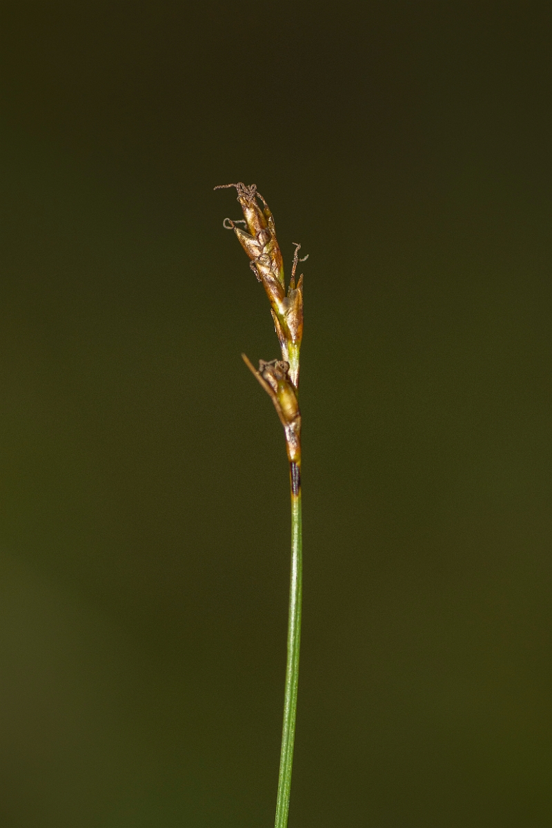 David Plant Photography - Wildlife Photography - Rock sedge - B.jpg - Rock sedge - Perthshire