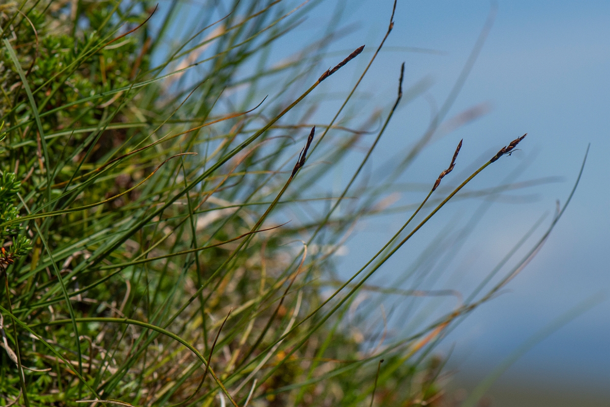 David Plant Photography - Wildlife Photography - Rock sedge - D.JPG - Rock sedge - Perthshire
