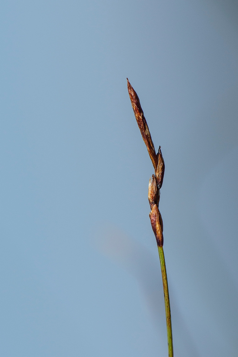 David Plant Photography - Wildlife Photography - Rock sedge - F.JPG - Rock sedge - Perthshire