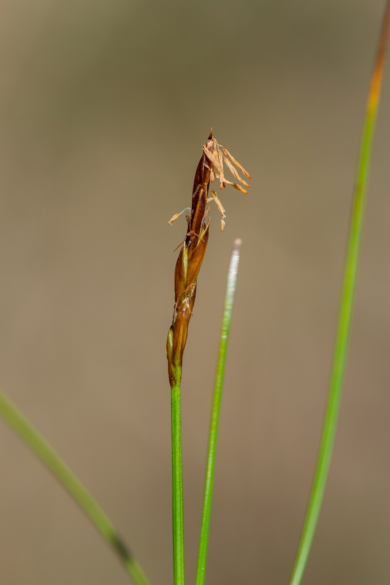 David Plant Photography - Wildlife Photography - Rock sedge - G.jpg - Rock sedge - Perthshire