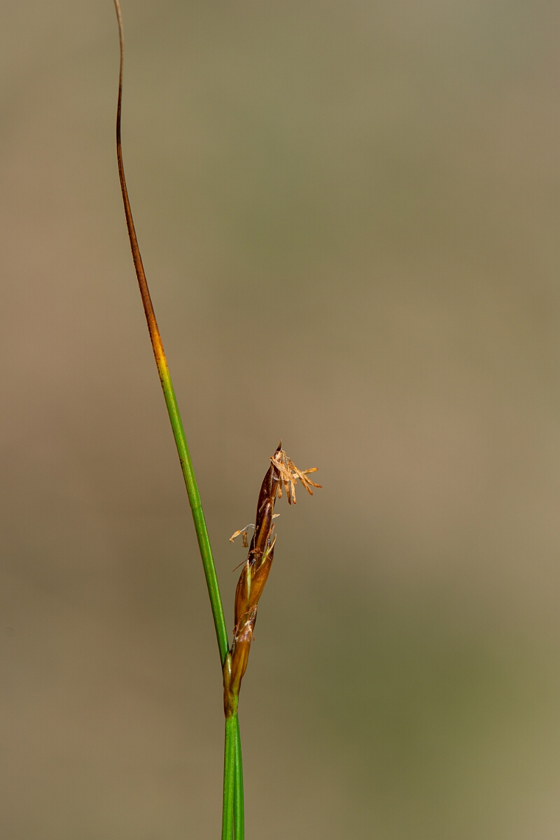 David Plant Photography - Wildlife Photography - Rock sedge - H.jpg - Rock sedge - Perthshire