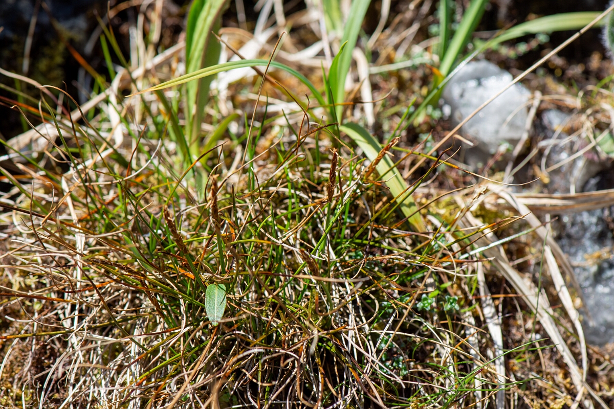 David Plant Photography - Wildlife Photography - Rock sedge - I.jpg - Rock sedge - Perthshire