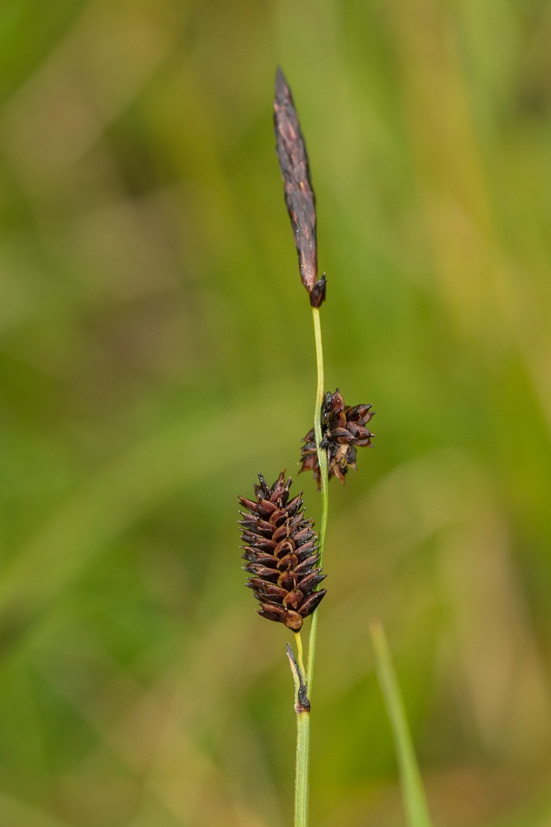 David Plant Photography - Wildlife Photography - Russet sedge - B.jpg - Russet sedge - Perthshire